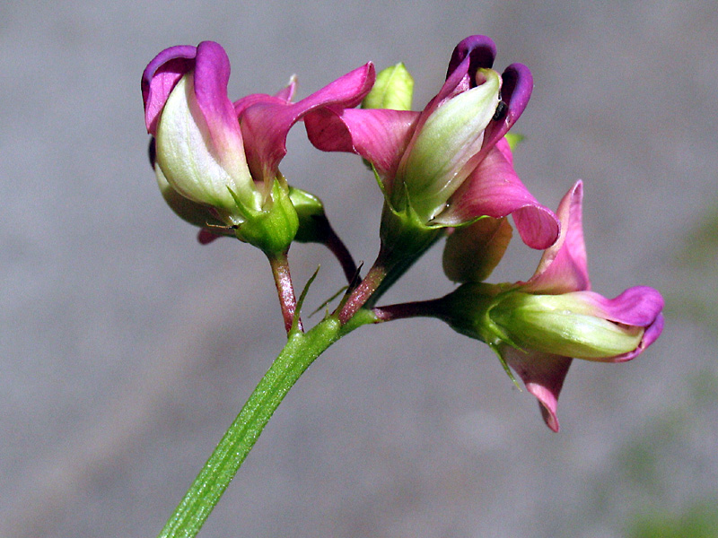 Lathyrus sylvestris L. /  Cicerchione